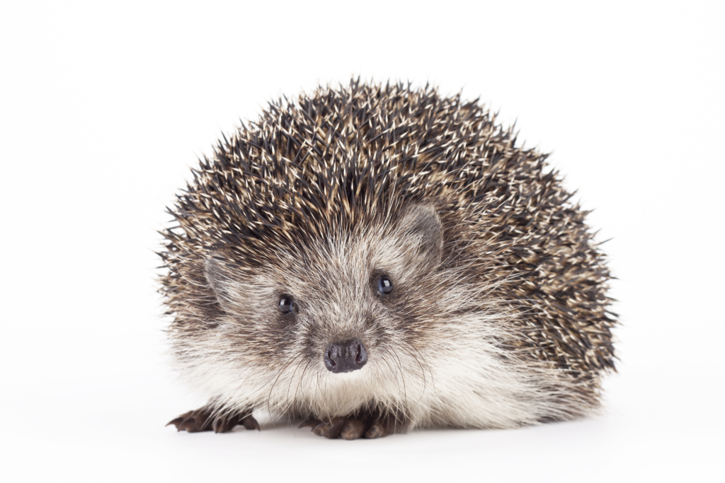 Why is this blog is called The Happy Hedgehog?